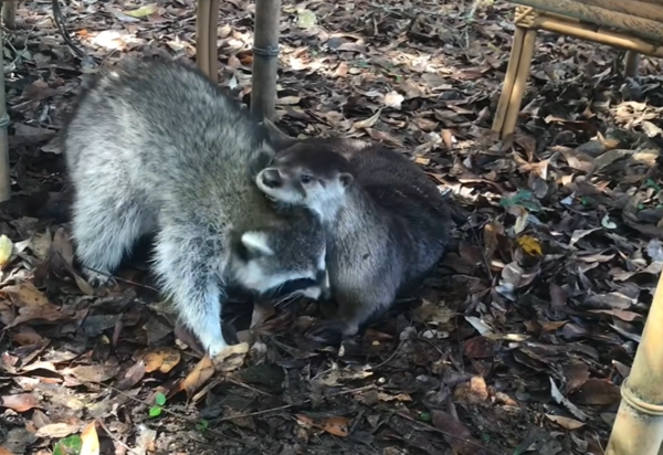 水獺浣熊好朋友。（圖／翻攝自Woodside Wildlife Rescue）