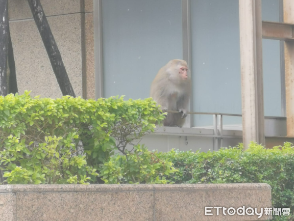 ▲林口出現「台灣獼猴」逛大街！悠哉扶在欄杆　新北動保處派員處理（圖／網友吳先生提供，請勿隨意翻拍，以免侵權。）