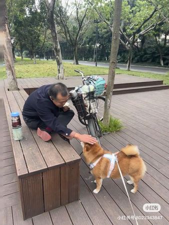 柴犬一一。（圖／翻攝自小紅書@一一是隻小柴犬）