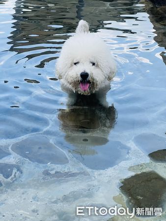 比熊滾黃金。（圖／飼主陳家和提供）