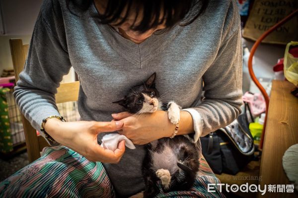 ▲▼暴衝誤闖瓦斯爐！賓士貓鬍鬚「燒成豆芽菜」　她心疼：媽媽秀秀。（圖／IG@wuji_2022提供，下同）