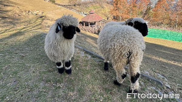 ▲清境農場「笑笑羊」瓦萊黑鼻羊媽媽餵小羊跪著吃母奶的畫面相當溫馨。（圖／清境農場提供）