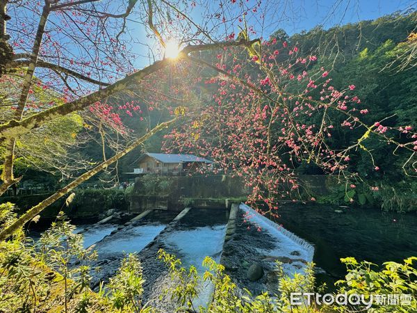 ▲福山部落,德拉楠（tranan）,烏來德拉楠,烏來福山部落,德拉楠古圳步道,大羅蘭溪,烏來旅遊。（圖／記者彭懷玉攝）