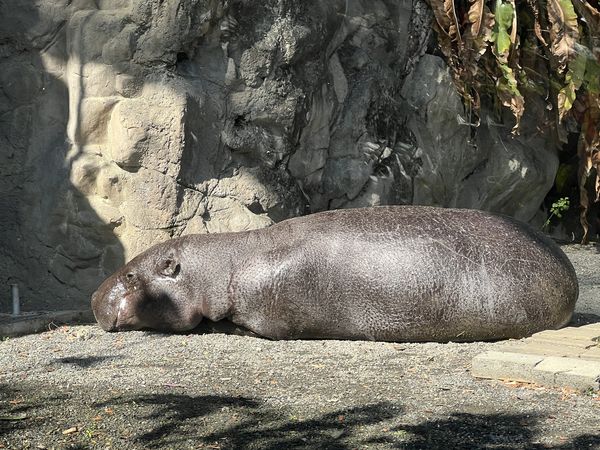 ▲壽山動物園動物工讀生。 （圖／翻攝自Facebook／Shou Shan Zoo 壽山動物園）