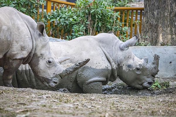 ▲壽山動物園動物工讀生。 （圖／翻攝自Facebook／Shou Shan Zoo 壽山動物園）