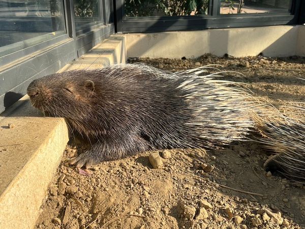 ▲壽山動物園動物工讀生。 （圖／翻攝自Facebook／Shou Shan Zoo 壽山動物園）