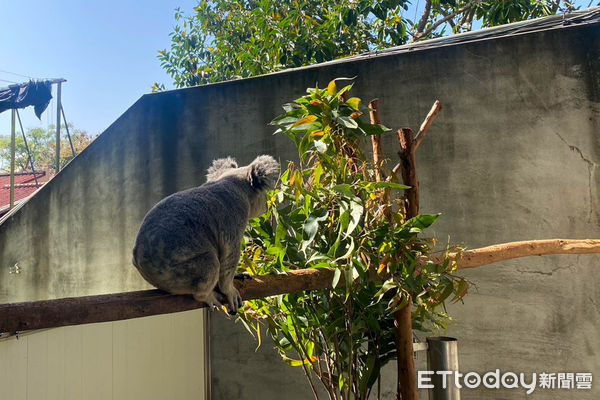 ▲▼動物園無尾熊「金鋼狼」染隱球菌症　積極治療戶外曬太陽復健。（圖／台北市立動物園提供）