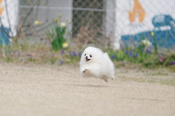 ▲▼空中冒出一顆「飛天棉花糖」開心奔跑！　真面目萌翻12萬人。（圖／翻攝自X@mochi_mochiko52）