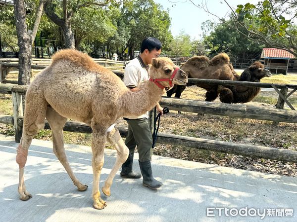 ▲台南學甲「頑皮世界野生動物園」的動物兒童們也即將迎來牠們生命中的第一個兒童節，「花車大遊行」動物狂歡嘉年華，即將驚豔登場。（圖／記者林東良翻攝，下同）