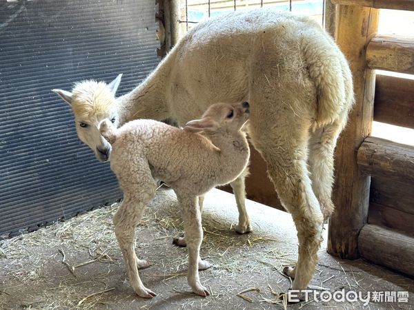 ▲台南學甲「頑皮世界野生動物園」的動物兒童們也即將迎來牠們生命中的第一個兒童節，「花車大遊行」動物狂歡嘉年華，即將驚豔登場。（圖／記者林東良翻攝，下同）