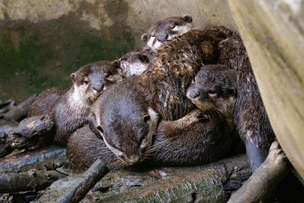 ▲生態鳥園多出「毛茸茸小傢伙」！　兒童節「小孩＋大人」免費玩動物園（圖／台北市動物園提供）