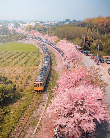 ▲▼彰化二水花旗木。（圖／參山國家風景區管理處提供）