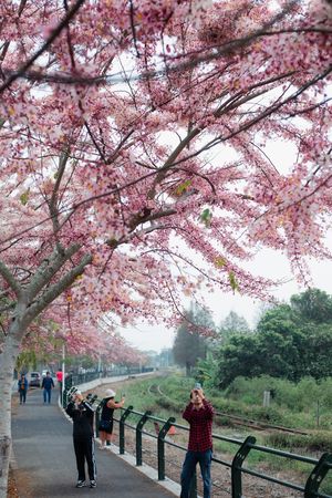 ▲▼彰化二水花旗木。（圖／參山國家風景區管理處提供）