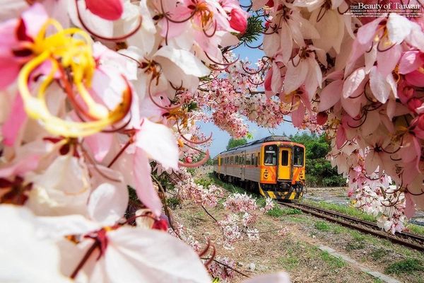 ▲▼彰化二水花旗木。（圖／參山國家風景區管理處提供）