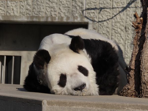 日本最長壽貓熊旦旦離世。（圖／翻攝自X@神戶市立王子動物園）