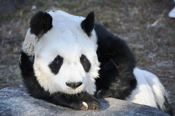 日本最長壽貓熊旦旦離世。（圖／翻攝自X@神戶市立王子動物園）