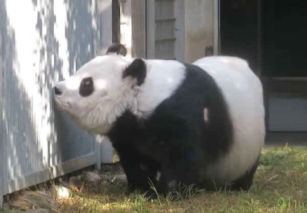 日本最長壽貓熊旦旦離世。（圖／翻攝自X@神戶市立王子動物園）