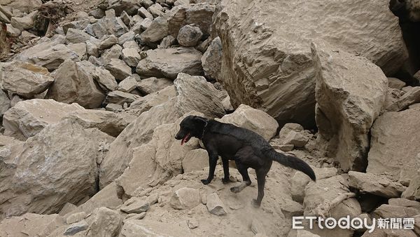 ▲▼救援團隊帶6隻搜救犬到砂卡礑搜救。（圖／社團法人台灣偵搜犬協會授權提供）