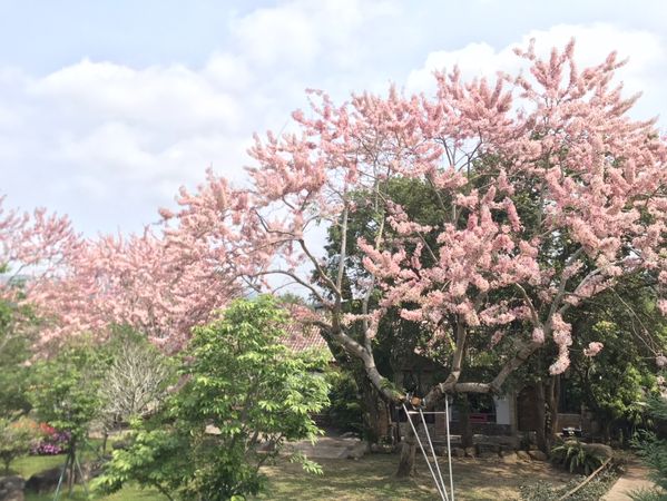 ▲▼苗栗縣大湖鄉 巧克力雲莊。（圖／巧克力雲莊提供）