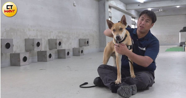 新北警犬隊首次選用高砂犬擔任警犬，意外發現Jaguar潛力十足，等牠個性穩定後，將成為全台第一隻「純土狗警犬」。（圖／本刊影音組）