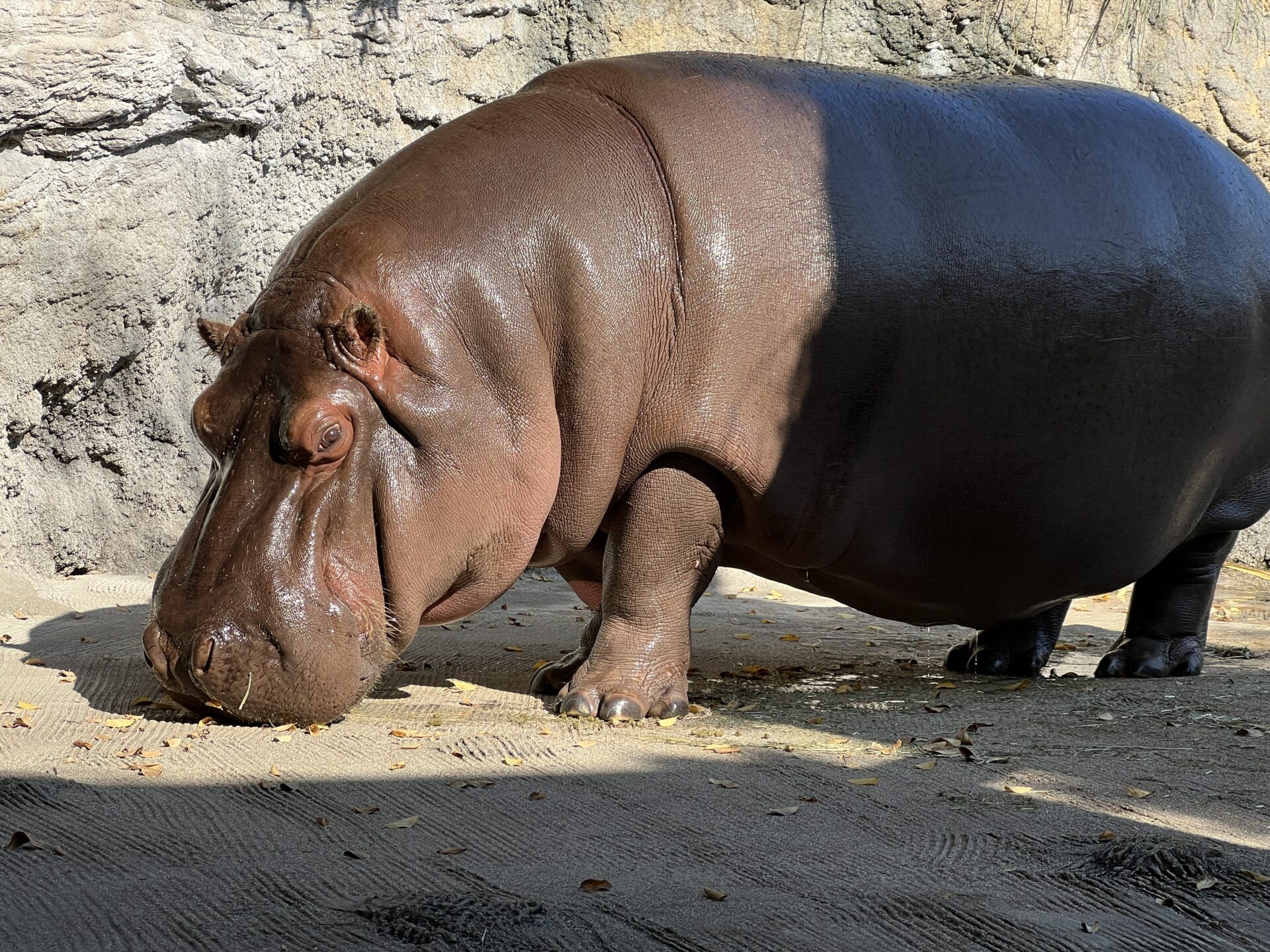 ▲「Gen-chan」性別被錯認12年，被發現其實是母的。（圖／翻攝天王寺動物園官網）