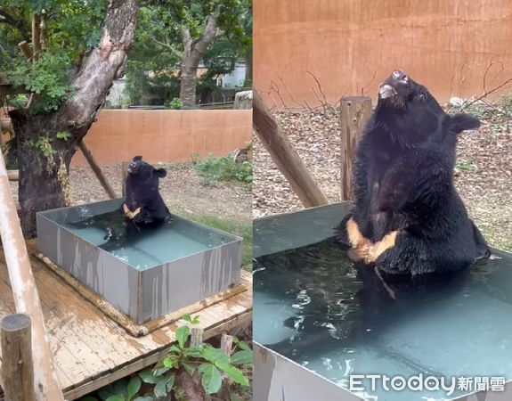 ▲黑熊波比「L型坐姿」早起泡冷泉！抬頭望天發呆（圖／粉專「Shou Shan Zoo 壽山動物園」提供，請勿隨意翻拍，以免侵權。）