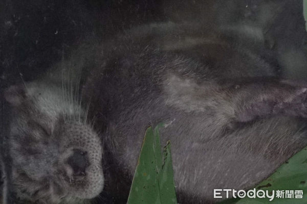 歐亞水獺萌肉條、萌肉球。（圖／台北市立動物園提供）