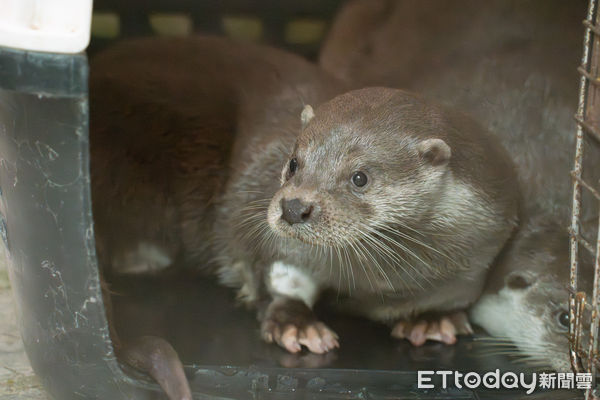 歐亞水獺萌肉條、萌肉球。（圖／台北市立動物園提供）