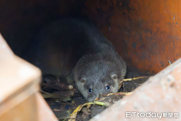 歐亞水獺萌肉條、萌肉球。（圖／台北市立動物園提供）