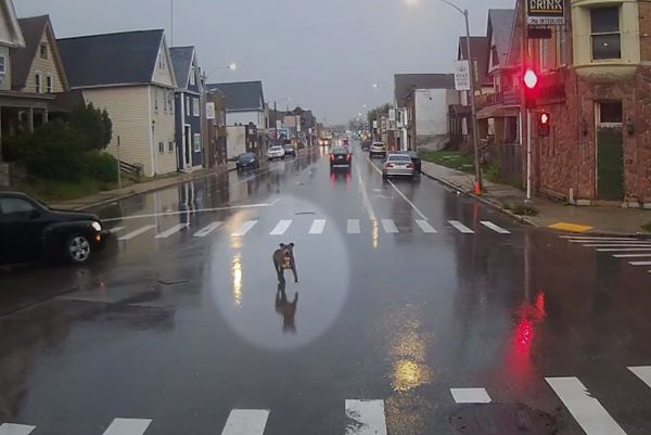 ▲▼雨天開門讓走失汪上車　暖司機「陪牠等救援」公司發文表揚。（圖／翻攝自Milwaukee County Transit System臉書）