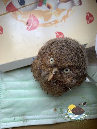 撿到黃嘴角鴞幼鳥餵排骨飯，鳥兒最終離世。（圖／蘭陽綠野環境教育及保護協會提供）