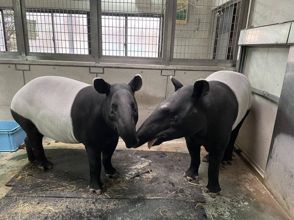 馬來貘英雄。（圖／翻攝自橫濱動物園官網）