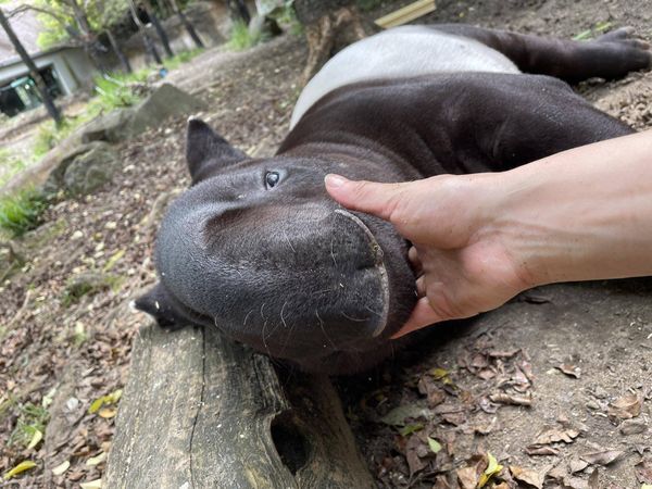 ▲▼馬來貘英雄。（圖／翻攝自橫濱動物園官網）