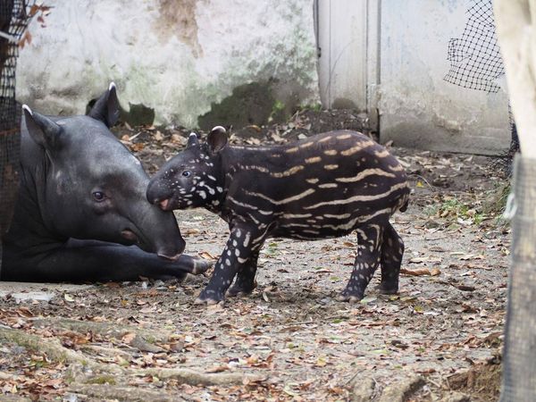 ▲▼馬來貘英雄。（圖／翻攝自橫濱動物園官網）