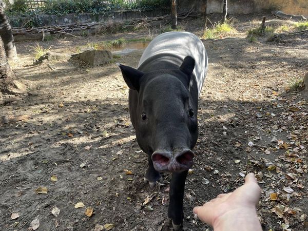 馬來貘英雄。（圖／翻攝自橫濱動物園官網）