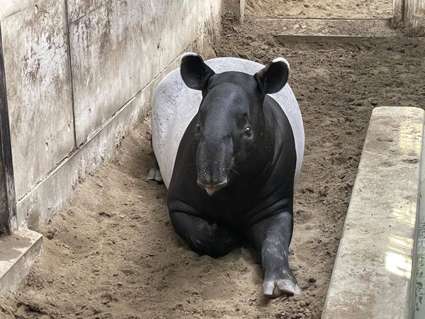 馬來貘英雄。（圖／翻攝自橫濱動物園官網）