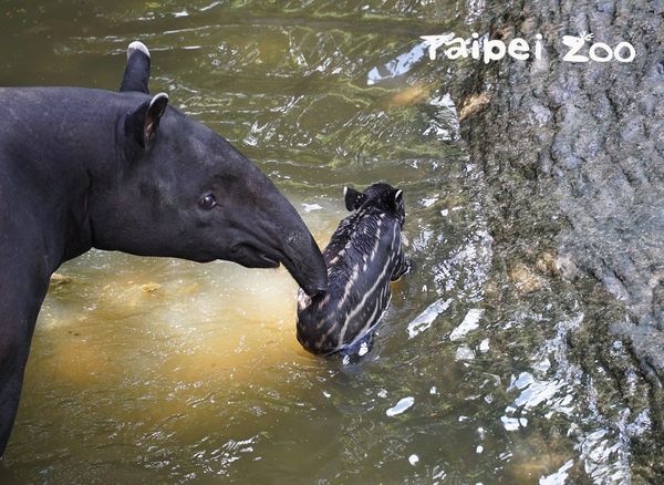 台北市立動物園馬來貘家族。（圖／台北市立動物園提供）