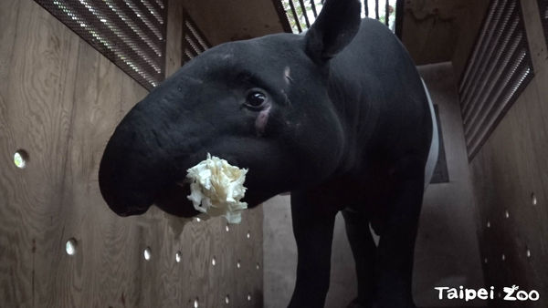 台北市立動物園馬來貘家族。（圖／台北市立動物園提供）