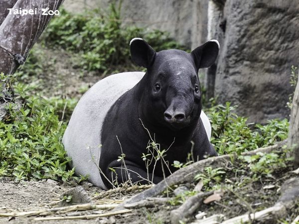 台北市立動物園馬來貘家族。（圖／台北市立動物園提供）