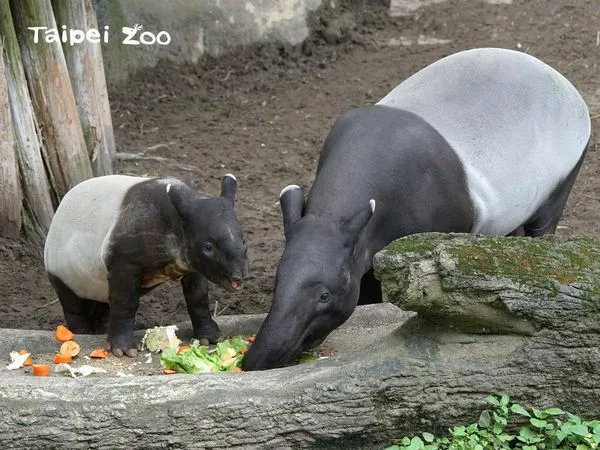 馬來貘貘芳與幼年貘豆。（圖／台北市立動物園提供）