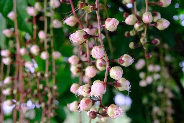 ▲「穗花棋盤腳」在八里龍米河濱公園綻放。（圖／新北市高灘處提供）