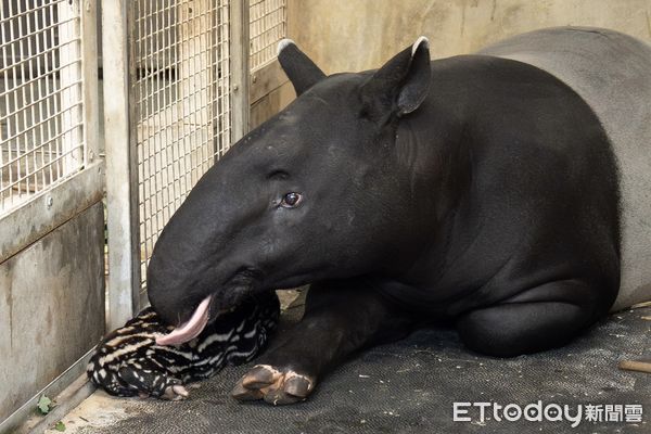 貘克遺腹子誕生，媽媽是馬來貘貘莉。（圖／台北市立動物園提供）