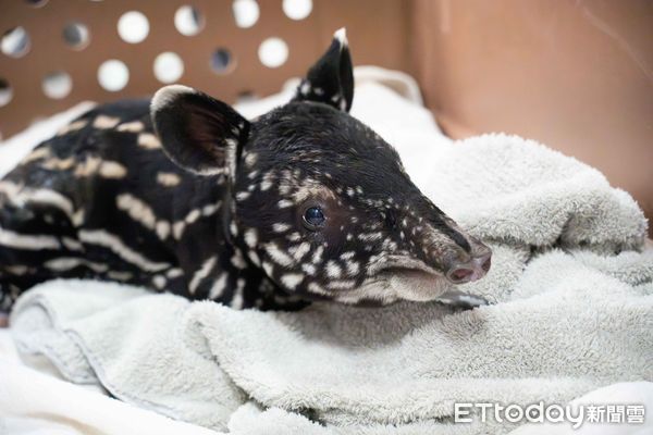 貘克遺腹子誕生，媽媽是馬來貘貘莉。（圖／台北市立動物園提供）