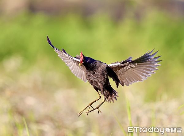 ▲董雞。（圖／臺灣野鳥保育協會理事王國衍提供，請勿隨意翻拍，以免侵權。）