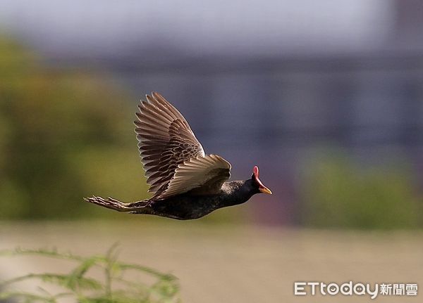 ▲董雞。（圖／臺灣野鳥保育協會理事王國衍提供，請勿隨意翻拍，以免侵權。）