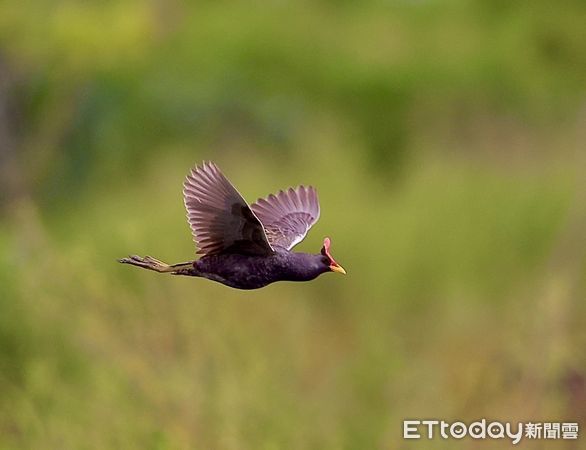 ▲董雞。（圖／臺灣野鳥保育協會理事王國衍提供，請勿隨意翻拍，以免侵權。）