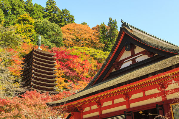 ▲▼奈良談山神社。（圖／近鐵電車）