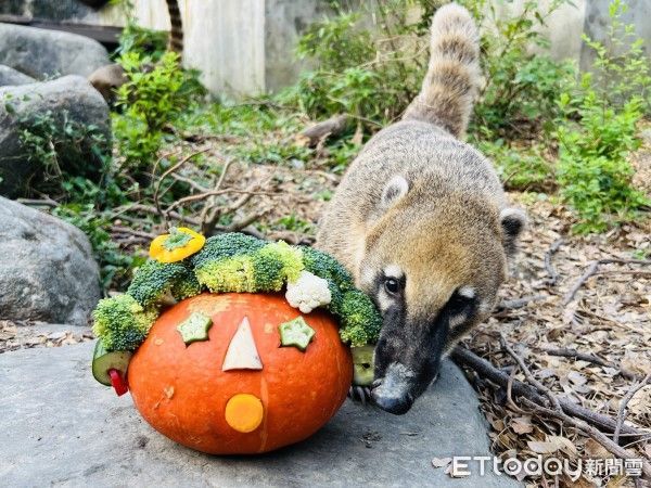 ▲壽山動物園舉辦萬聖南瓜派對。（圖／翻攝自Facebook／壽山動物園）