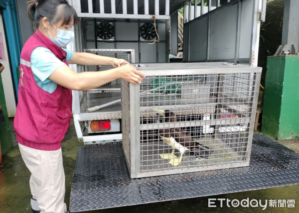 ▲操場驚見「妹妹頭怪鳥」雨中搖晃　檢查發現挨餓！秒準備鮮魚大餐（圖／新北市動保處提供）