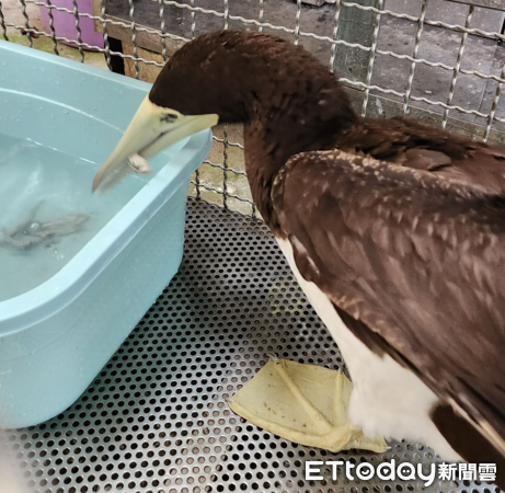 ▲操場驚見「妹妹頭怪鳥」雨中搖晃　檢查發現挨餓！秒準備鮮魚大餐（圖／新北市動保處提供）